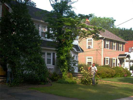 Before - Overgrown Landscape Depletes Your Home of Interior Natural Light and Curb Appeal