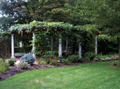 Pergola with Grape Vines