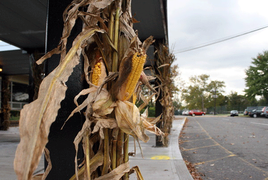 Landscaper Dennis Ferraioli decorated the entrance to West Brook Middle School, Oct. 20, 2011.