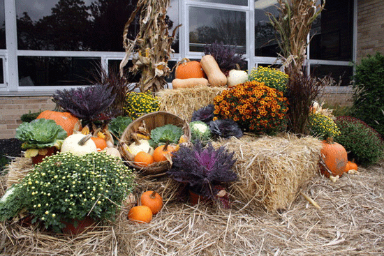 Landscaper Dennis Ferraioli decorated the entrance to West Brook Middle School, Oct. 20, 2011.